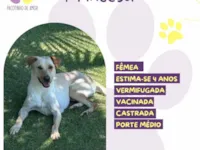 Cachorro raça SRD-ViraLata idade 4 anos nome Princesa 