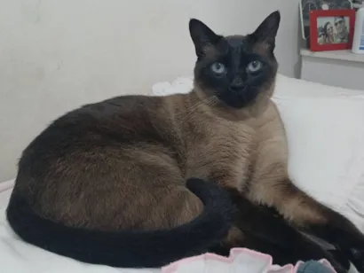Gato raça Siamês idade 4 anos nome Olaf