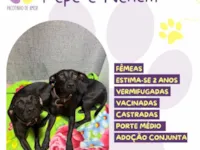 Cachorro raça SRD-ViraLata idade 2 anos nome Pepê e Neném 