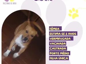 Cachorro raça SRD-ViraLata idade 2 anos nome Cibele 