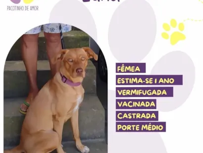 Cachorro raça SRD-ViraLata idade 1 ano nome Luna 