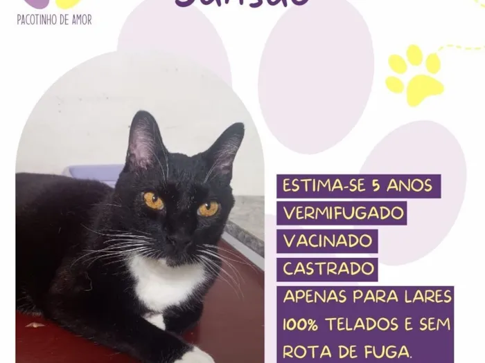Gato raça SRD-ViraLata idade 5 anos nome Sansão 