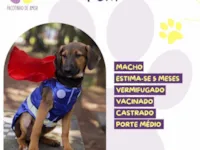 Cachorro raça SRD-ViraLata idade 2 a 6 meses nome Tom 