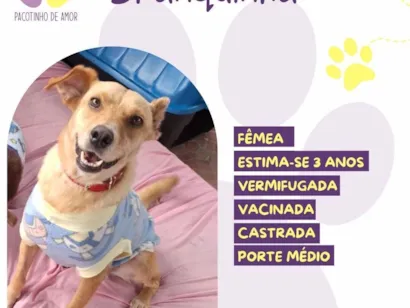 Cachorro raça SRD-ViraLata idade 3 anos nome Branquinha 