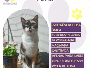 Gato raça SRD-ViraLata idade 4 anos nome Nina 