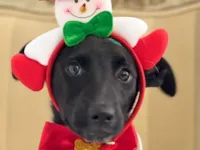 Cachorro raça SRD-ViraLata idade 2 a 6 meses nome Leonardo 