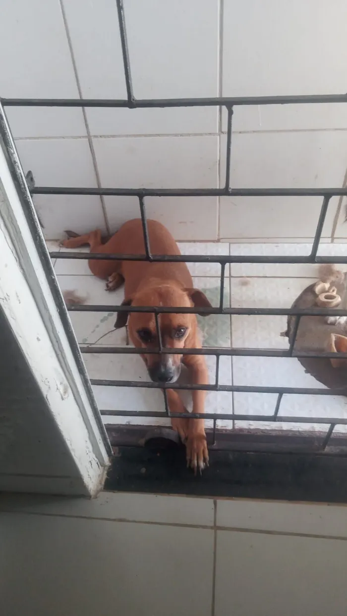 Cachorro raça Basset-Cofap idade 2 a 6 meses nome Mel