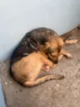 Cachorro raça SRD-ViraLata idade 3 anos nome Leticia