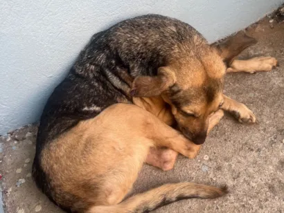 Cachorro raça SRD-ViraLata idade 3 anos nome Leticia