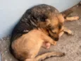 Cachorro raça SRD-ViraLata idade 3 anos nome Leticia