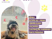 Cachorro raça SRD-ViraLata idade 7 a 11 meses nome Peeta 