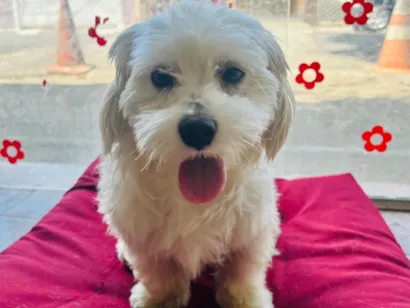 Cachorro raça SRD-ViraLata idade 3 anos nome Linho 