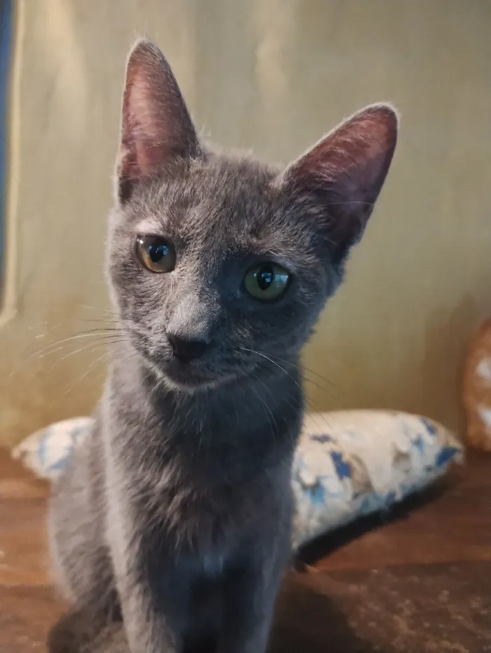 Gato raça SRD-ViraLata idade 2 a 6 meses nome Sem nome 