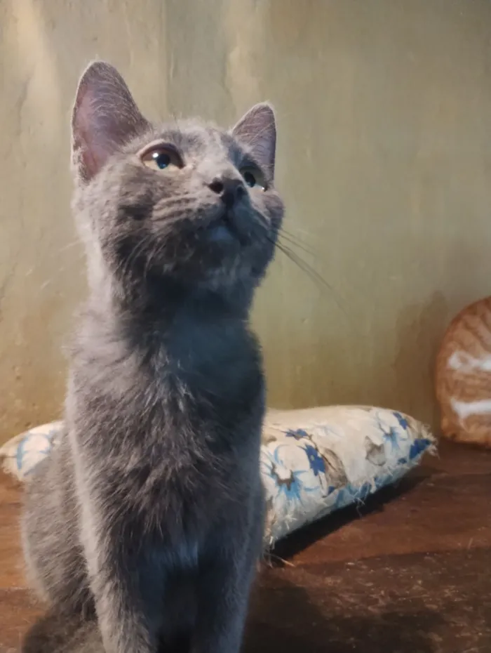 Gato raça SRD-ViraLata idade 2 a 6 meses nome Sem nome 