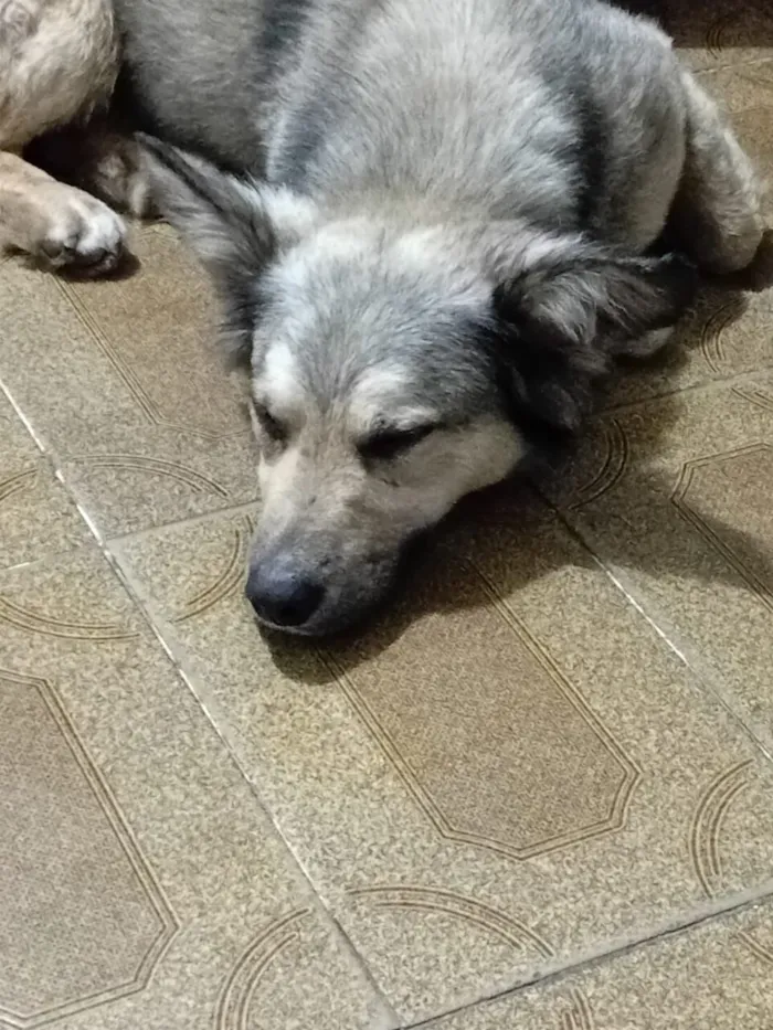 Cachorro raça SRD-ViraLata idade 1 ano nome Machinho