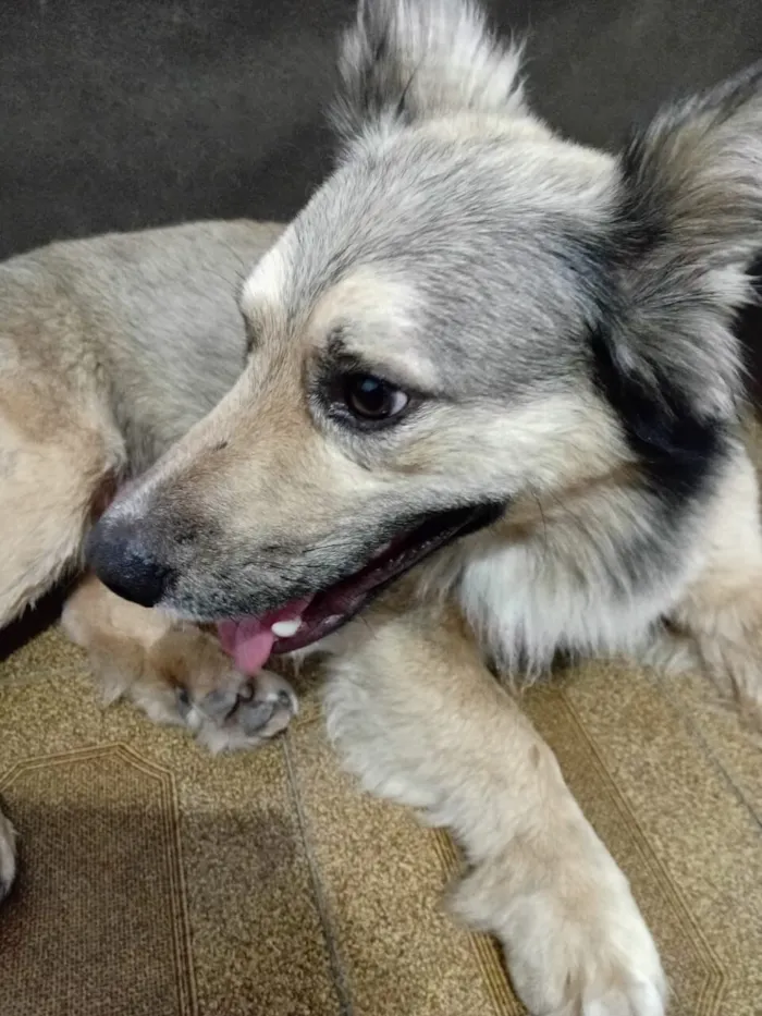 Cachorro raça SRD-ViraLata idade 1 ano nome Machinho