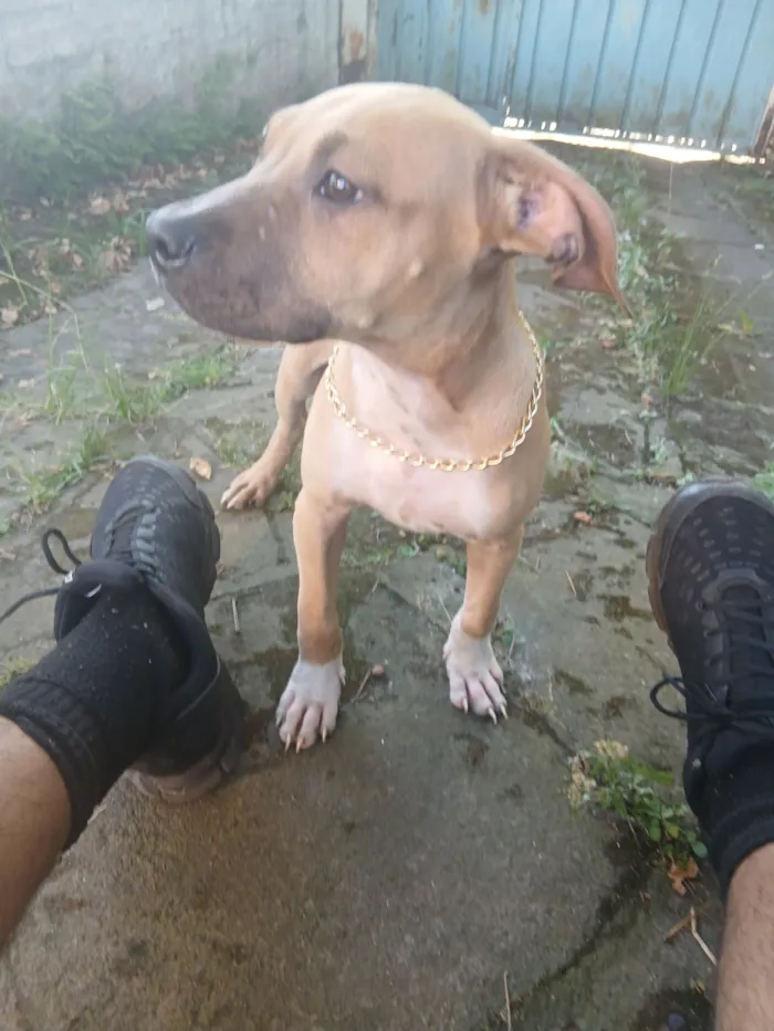 Cachorro raça Pit-Bull idade 2 a 6 meses nome Penelope 