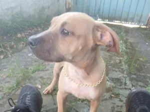 Cachorro raça Pit-Bull idade 2 a 6 meses nome Penelope 