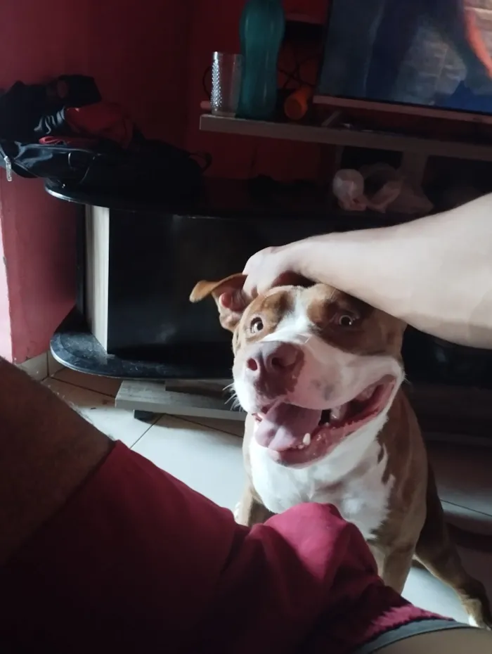 Cachorro raça Pit-Bull idade 2 anos nome Tyson
