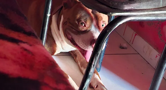 Cachorro raça Pit-Bull idade 2 anos nome Tyson