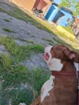 Cachorro raça Pit-Bull idade 2 anos nome Tyson