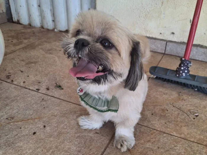 Cachorro raça Shitzu idade 1 ano nome Sem nome