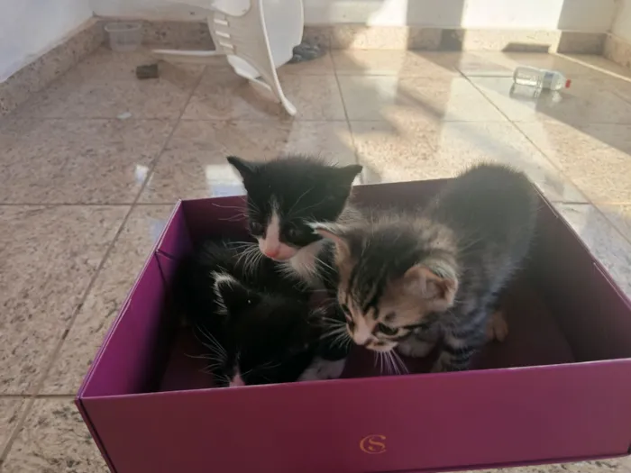 Gato raça SRD-ViraLata idade Abaixo de 2 meses nome Sem nome 