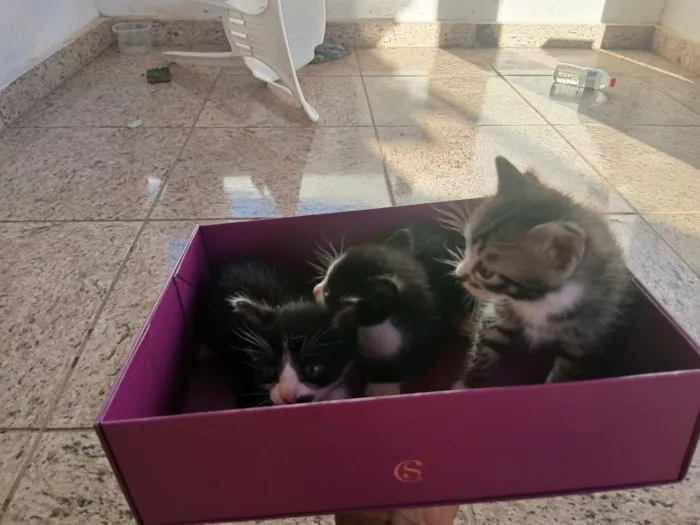 Gato raça SRD-ViraLata idade Abaixo de 2 meses nome Sem nome 