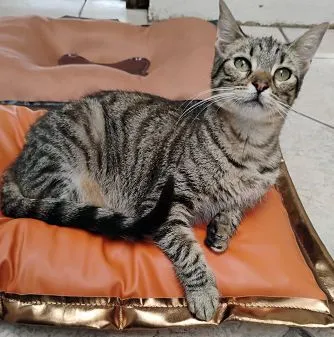 Cachorro raça SRD-ViraLata idade 2 anos nome REBECA