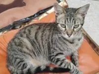 Cachorro raça SRD-ViraLata idade 2 anos nome REBECA