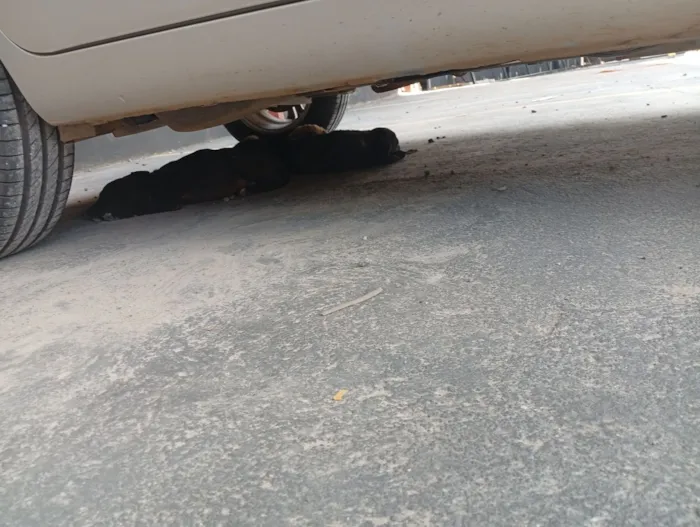 Cachorro raça Rottweiler idade 2 a 6 meses nome Gabriela