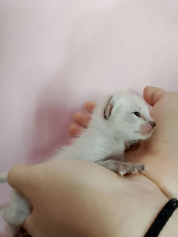 Gato raça SRD-ViraLata idade Abaixo de 2 meses nome Gatinho filhote