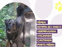 Cachorro raça SRD-ViraLata idade 1 ano nome Brigidyte