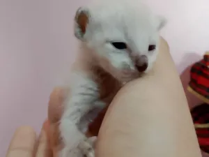 Gato raça SRD-ViraLata idade Abaixo de 2 meses nome Gatinhos