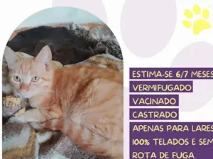 Gato raça SRD-ViraLata idade 7 a 11 meses nome Nino