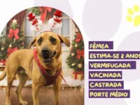 Cachorro raça SRD-ViraLata idade 2 anos nome Alana 