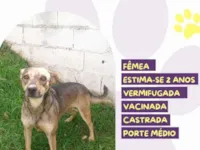Cachorro raça SRD-ViraLata idade 2 anos nome Maria Clara