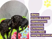 Cachorro raça SRD-ViraLata idade 2 anos nome Pepê e Neném 