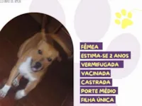 Cachorro raça SRD-ViraLata idade 2 anos nome Cibele 