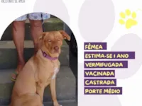 Cachorro raça SRD-ViraLata idade 1 ano nome Luna 