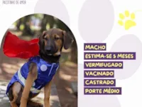 Cachorro raça SRD-ViraLata idade 2 a 6 meses nome Tom 