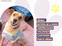 Cachorro raça SRD-ViraLata idade 3 anos nome Branquinha 