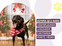 Cachorro raça SRD-ViraLata idade 2 anos nome Bel