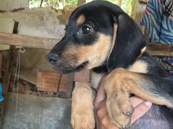 Cachorro raça Dogue Alemão idade 2 a 6 meses nome Não tem nome 