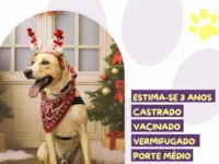 Cachorro raça SRD-ViraLata idade 3 anos nome Lyon