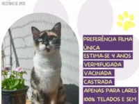 Gato raça SRD-ViraLata idade 4 anos nome Nina 