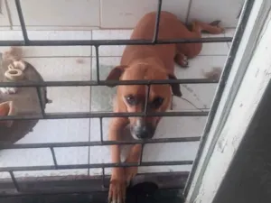 Cachorro raça Basset-Cofap idade 2 a 6 meses nome Mel