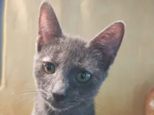 Gato raça SRD-ViraLata idade 2 a 6 meses nome Sem nome 