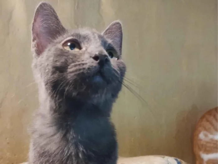 Gato raça SRD-ViraLata idade 2 a 6 meses nome Sem nome 
