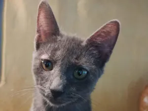 Gato raça SRD-ViraLata idade 2 a 6 meses nome Sem nome 